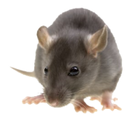 Rat Mouse PNG Free Download 1