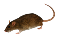 Rat Mouse PNG Free Download 10
