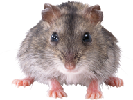 Rat Mouse PNG Free Download 11