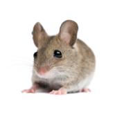 Rat Mouse PNG Free Download 12