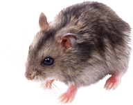 Rat Mouse PNG Free Download 13