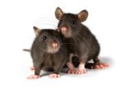 Rat Mouse PNG Free Download 3