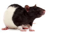 Rat Mouse PNG Free Download 4