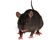 Rat Mouse PNG Free Download 5