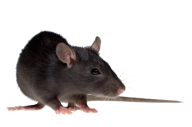 Rat Mouse PNG Free Download 6