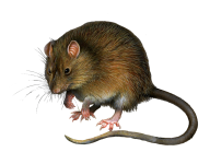 Rat Mouse PNG Free Download 8