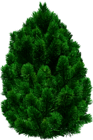 Real Christmas Tree Png