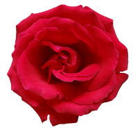 red flowered rose free png download (2)