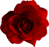 red flowered rose free png download (3)