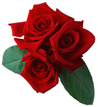 red rose with leaves free png download (3)