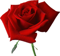 red rose with small leaves free png download