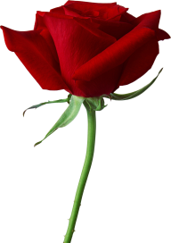 red rose with stick free png download