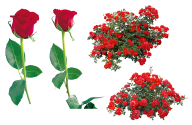 red roses with leaves free png download