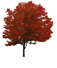 Red Tree Png Free