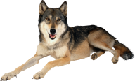 rested black wolf free png download