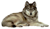 rested wolf free png download