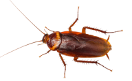 Roach PNG Free Download 10
