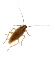 Roach PNG Free Download 12