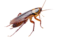 Roach PNG Free Download 15