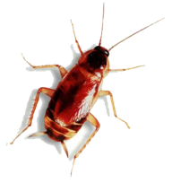 Roach PNG Free Download 16