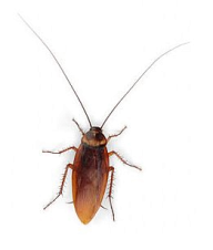 Roach PNG Free Download 17