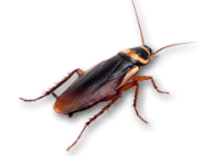 Roach PNG Free Download 19
