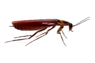 Roach PNG Free Download 2