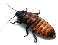 Roach PNG Free Download 20