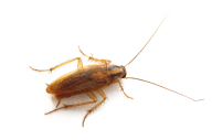 Roach PNG Free Download 22
