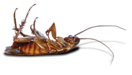 Roach PNG Free Download 23