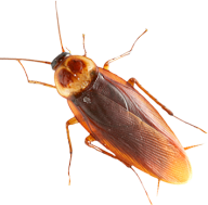 Roach PNG Free Download 24