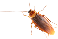 Roach PNG Free Download 25