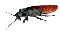Roach PNG Free Download 26