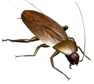 Roach PNG Free Download 28