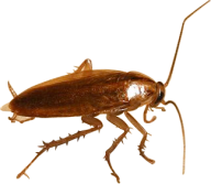Roach PNG Free Download 29