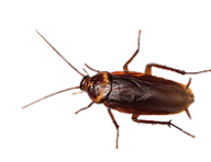 Roach PNG Free Download 3