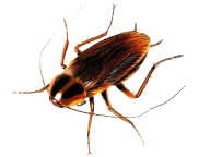 Roach PNG Free Download 37