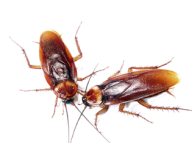 Roach PNG Free Download 38