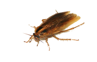 Roach PNG Free Download 4