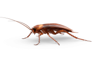 Roach PNG Free Download 8