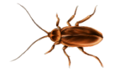 Roach PNG Free Download 9