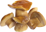 rosted mushroom free download png