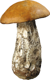 roten stem mushroom free download png