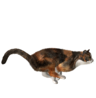 Running Cat Png