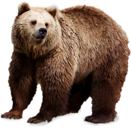Sad Bear Png Image