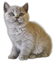 Sad Cat Png