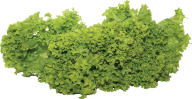 Salad PNG Free Download 14