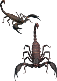 Scorpion PNG Free Download 1