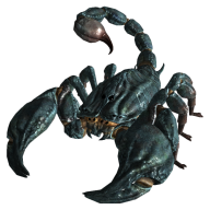 Scorpion PNG Free Download 10
