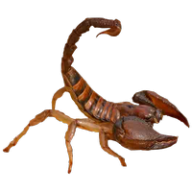 Scorpion PNG Free Download 18